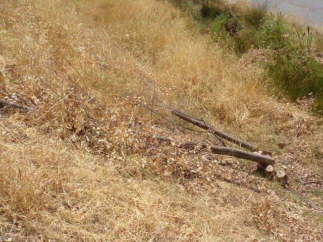 HI-Tala de arboles y pastos para incendios-Riotinto-Fot.J.Ch.Q.-27.07.09