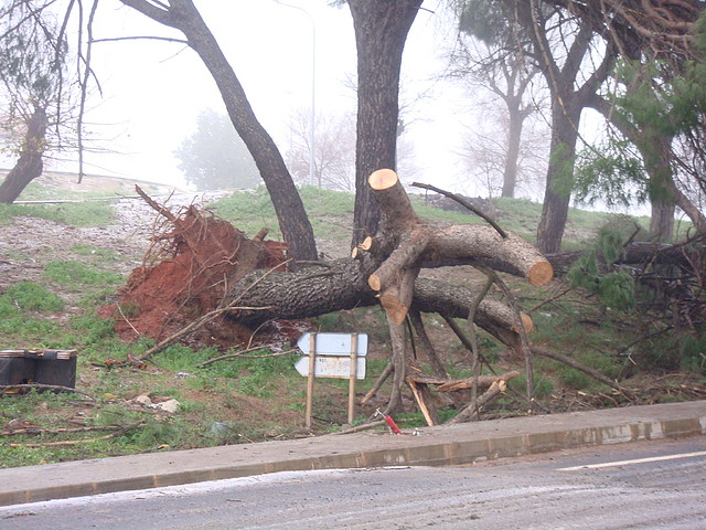 Lea del arbol caido-J.Ch.Q.-1501.10