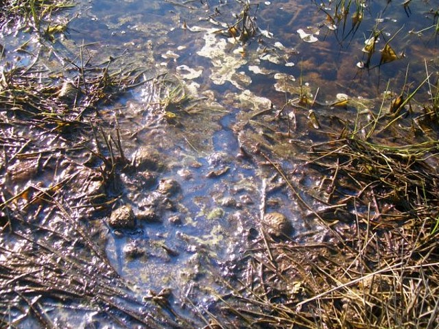 Aguas contaminadas al Balneario.jpg (6)