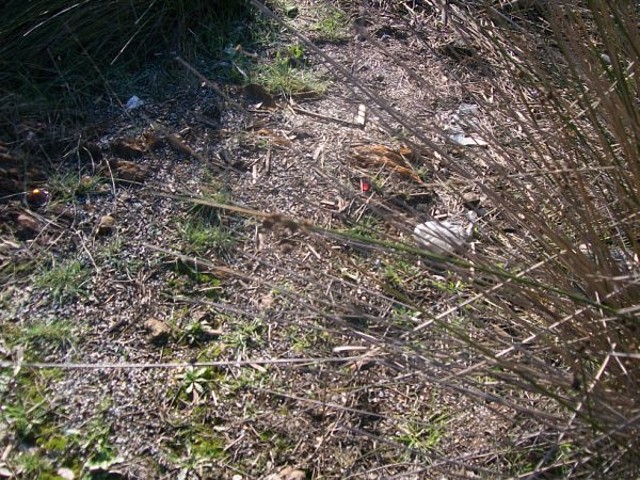 Aguas contaminadas al Balneario.jpg (9)