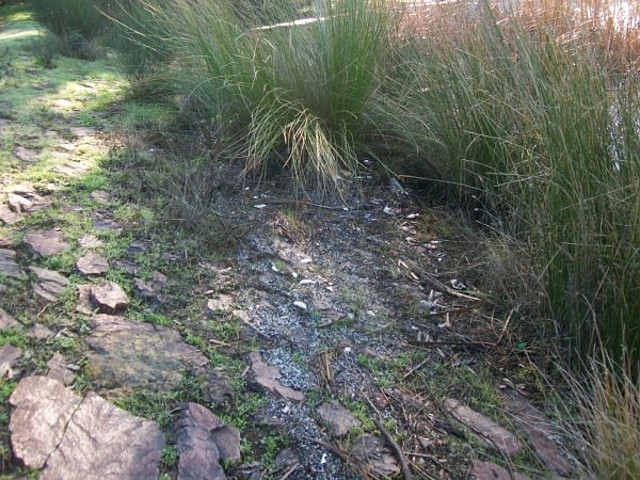 Aguas contaminadas al Balneario.jpg (10)