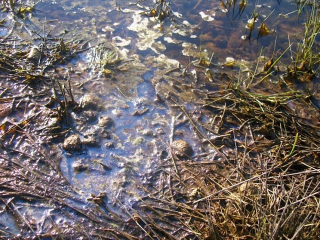 Aguas contaminadas al Balneario.jpg (56)