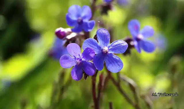 22, flores azules1, marca