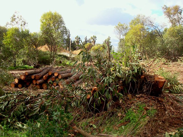 Masacre de arboles en B.Vista-05.02.09