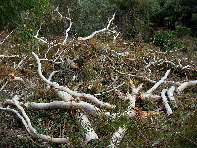 Masacre de arboles en B.Vista-05.02.09