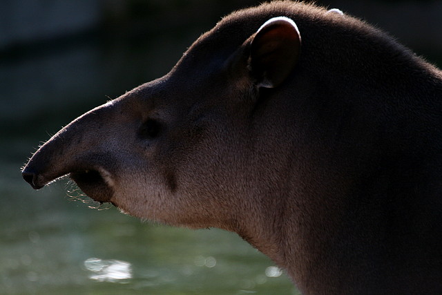 Zoo de Barcelona 01-03-11 104 Zoo de Barcelona 01-03-11 104