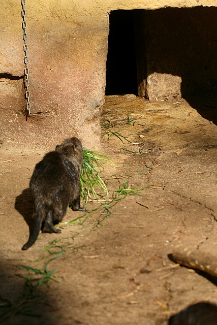 Zoo de Barcelona 01-03-11 094 Zoo de Barcelona 01-03-11 094