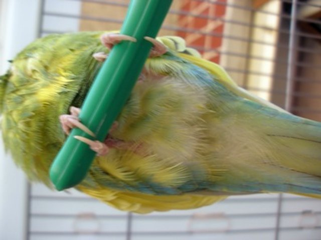 Pablo cloaca Pablo cloaca