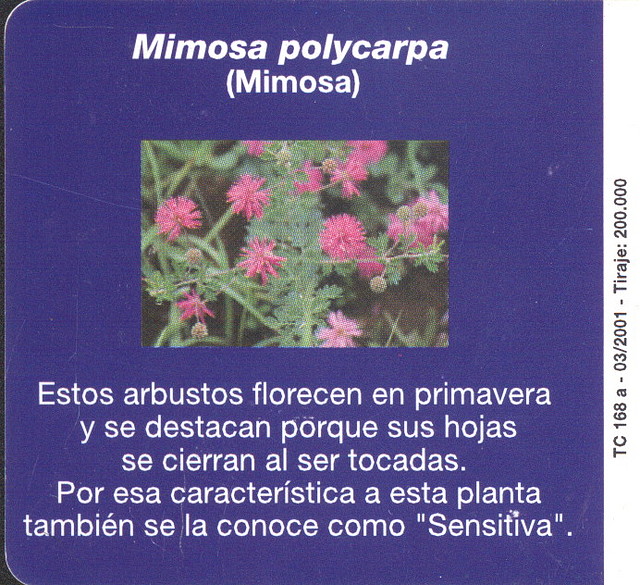 FLORES004