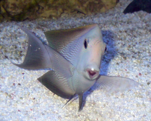 Ctenochaetus striatus Ctenochaetus striatus