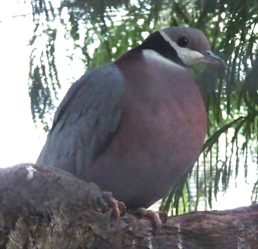 Ducula mullerii Ducula mullerii