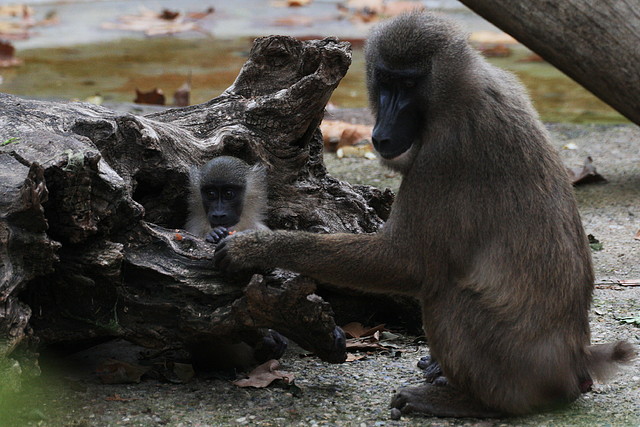 Zoo de Barcelona 07-11-10 603
