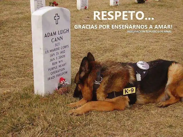 Que respeto sienten por sus dueos!!!