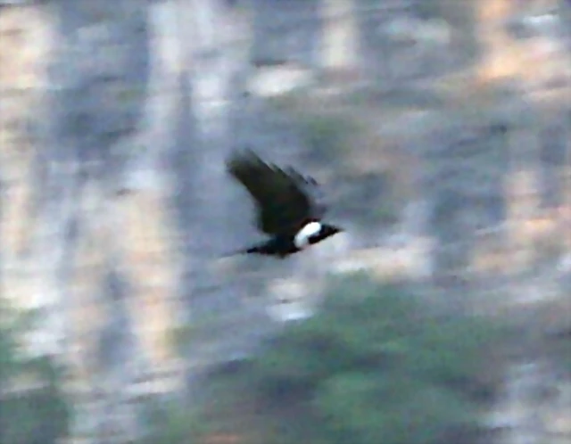 Corvus torquatus 1 Corvus torquatus 1