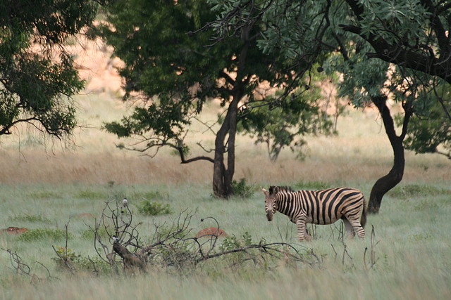 Kgaswane Nature Reserve 14-02-09 172 Kgaswane Nature Reserve 14-02-09 172