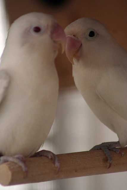 PAREJA DE FISCHER ALBINOS