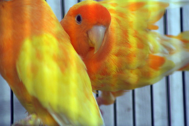 PAREJA DE ROSICOLLIS CARA NARANJA