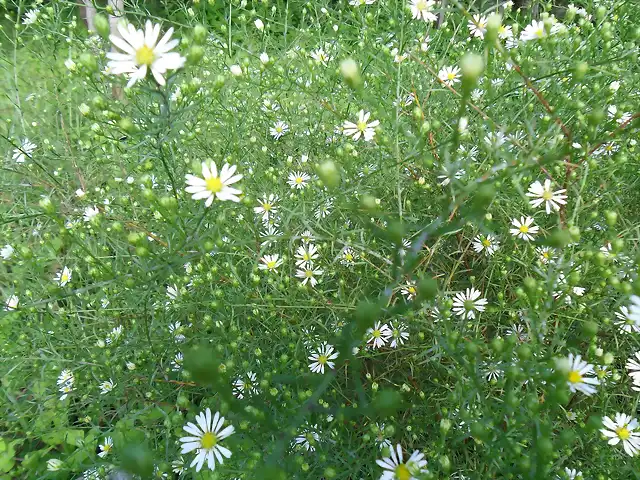 FLORES E PISO SANITARIO 013