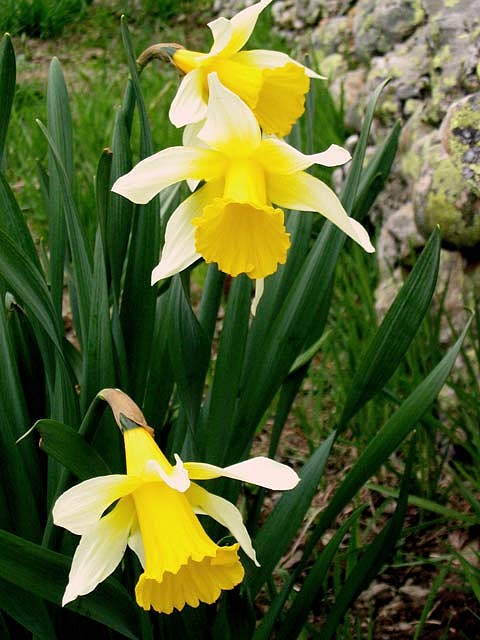 narcisos