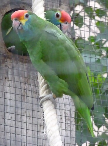 Amazona rhodocorytha Amazona rhodocorytha