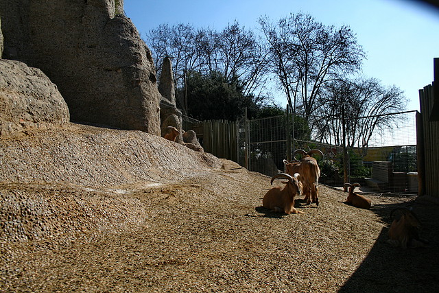 Zoo de Barcelona 27-02-11 166 Zoo de Barcelona 27-02-11 166