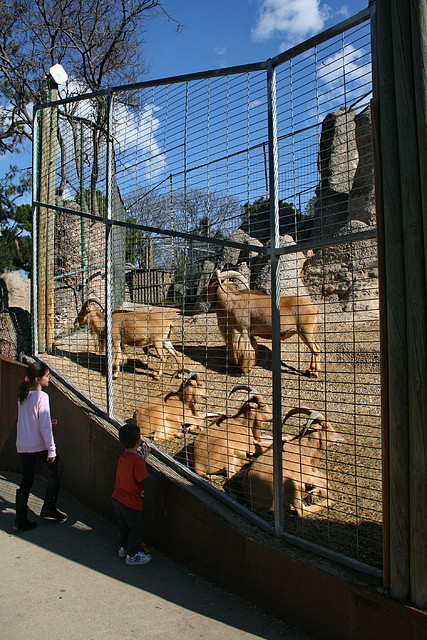 Zoo de Barcelona 27-02-11 162 Zoo de Barcelona 27-02-11 162