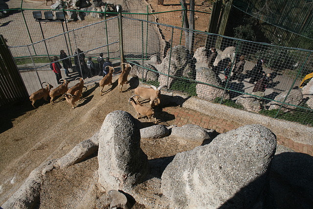 Zoo de Barcelona 27-02-11 201 Zoo de Barcelona 27-02-11 201