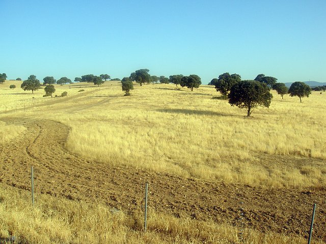 la dehesa sin quemar