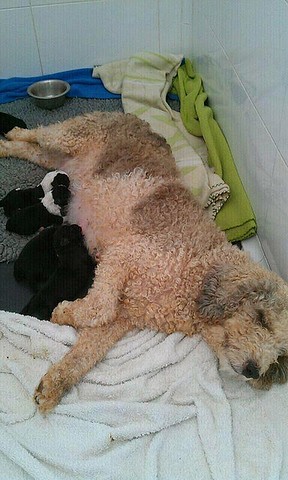 mamá y cachorros mallorca mamá y cachorros mallorca