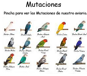 poster utaciones pornis 1