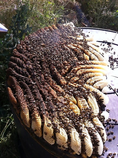 Súper enjambre Súper enjambre