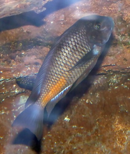 Tropheus moorii (12-10-09 Acuario Fluvial de Zaragoza)