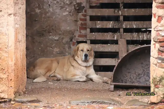 27, perro pastor, marca