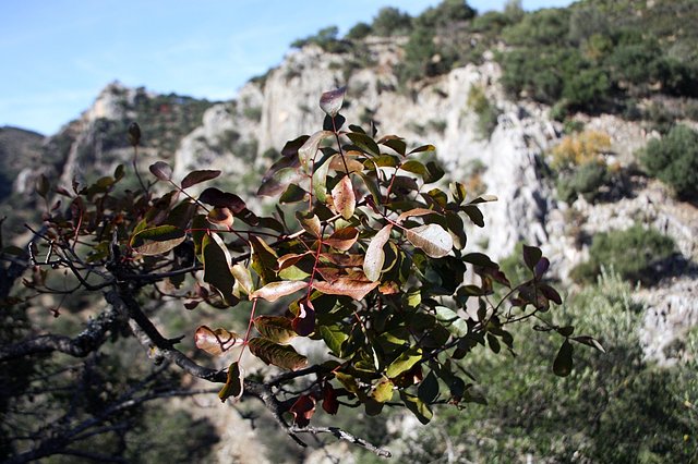 hojas de cornicabra