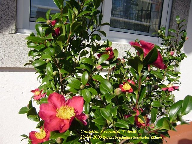 Camellia X vernalis 'Yuletide' Camellia X vernalis 'Yuletide'