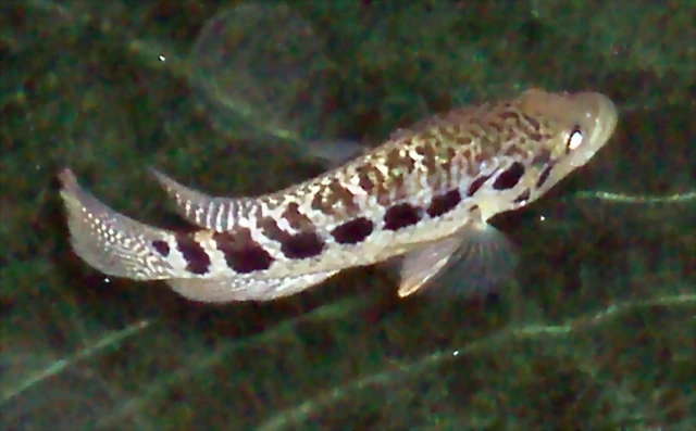 Parachromis managuensis