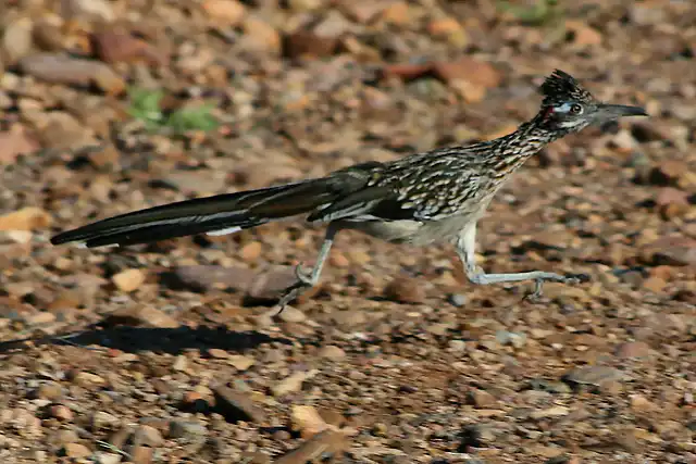 Roadrunner-running