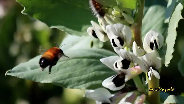 11, abejas y flores de habas, marca