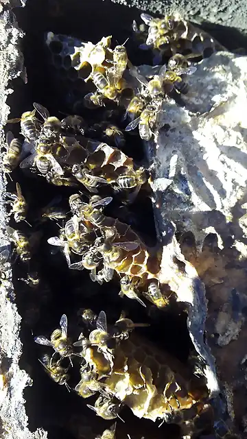 abejas 003