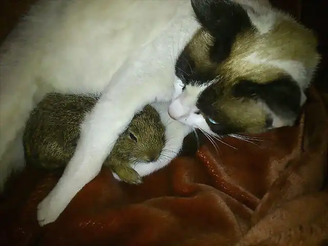 Gata y conejo-2