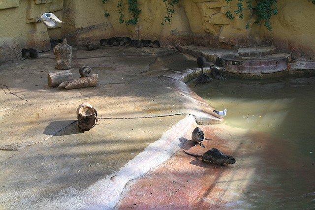 Zoo de Barcelona 04-12-2010 1561 Zoo de Barcelona 04-12-2010 1561