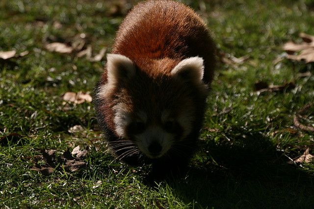 Zoo de Barcelona 04-12-2010 1748 Zoo de Barcelona 04-12-2010 1748