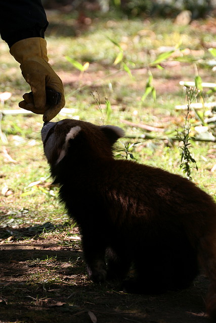 Zoo de Barcelona 04-12-2010 1713 Zoo de Barcelona 04-12-2010 1713