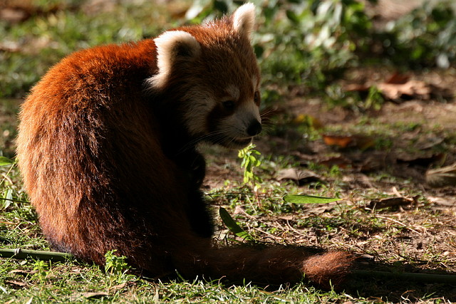 Zoo de Barcelona 04-12-2010 1719 Zoo de Barcelona 04-12-2010 1719