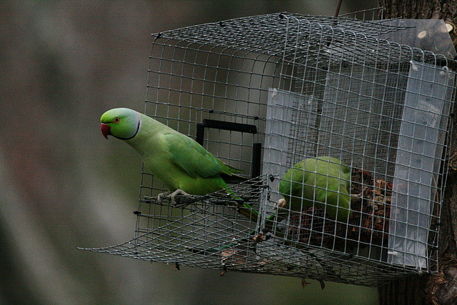 Zoo de Barcelona 28-01-11 594 Zoo de Barcelona 28-01-11 594