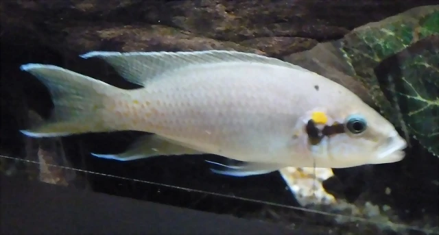 Neolamprologus brichardi (7-7-16 Seaworld, det yo) Neolamprologus brichardi (7-7-16 Seaworld, det yo)