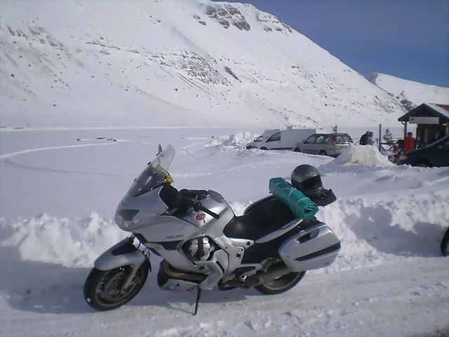 1545725_073042200_Saphira sulla neve 1545725_073042200_Saphira sulla neve