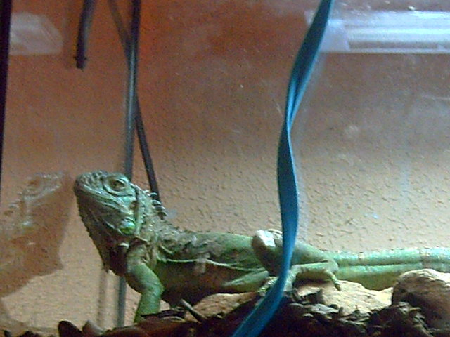 la iguana