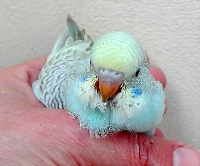 pollo1a pollo1a