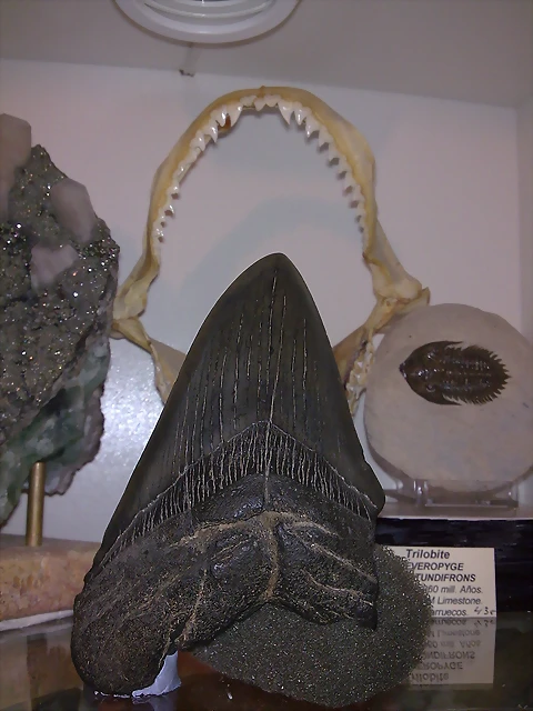 F T Carcharodon Megalodon 543044 F T Carcharodon Megalodon 543044